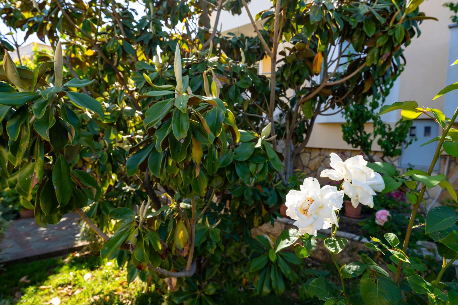 Beach house Privlaka-Tuinen zomer