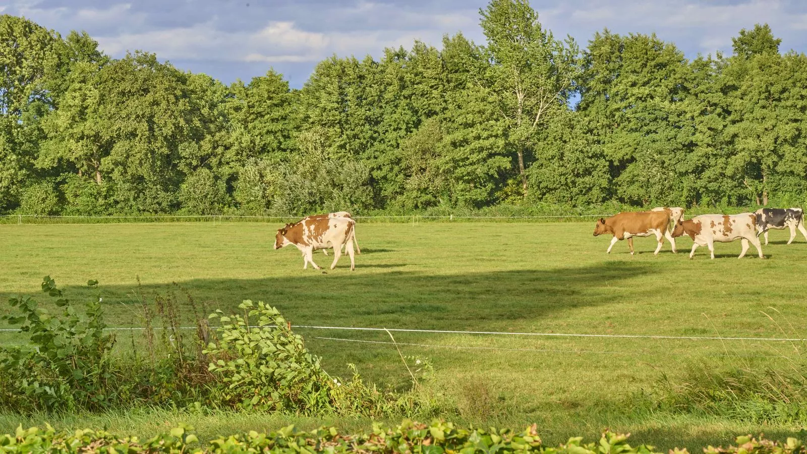 T Achterhoes-Gebieden zomer 5km
