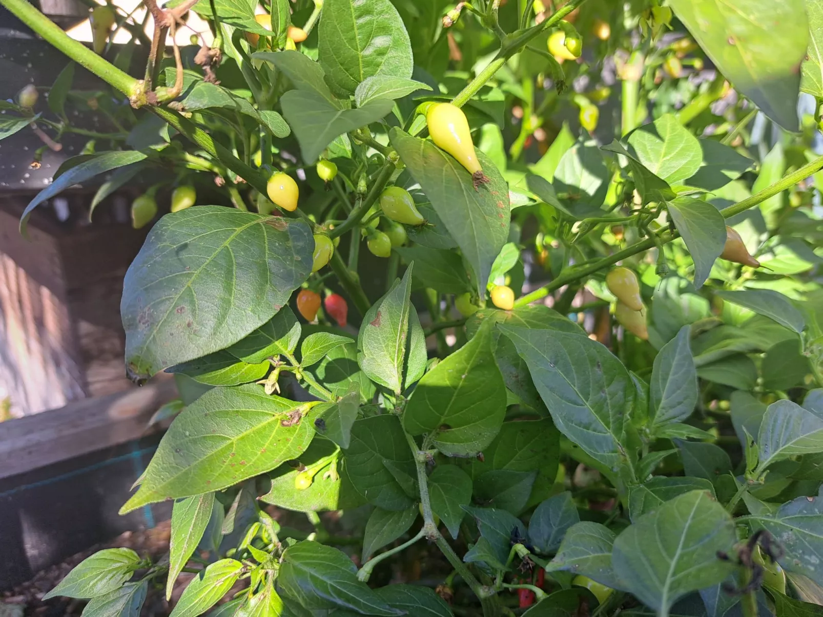 Appartement 2-Binnen