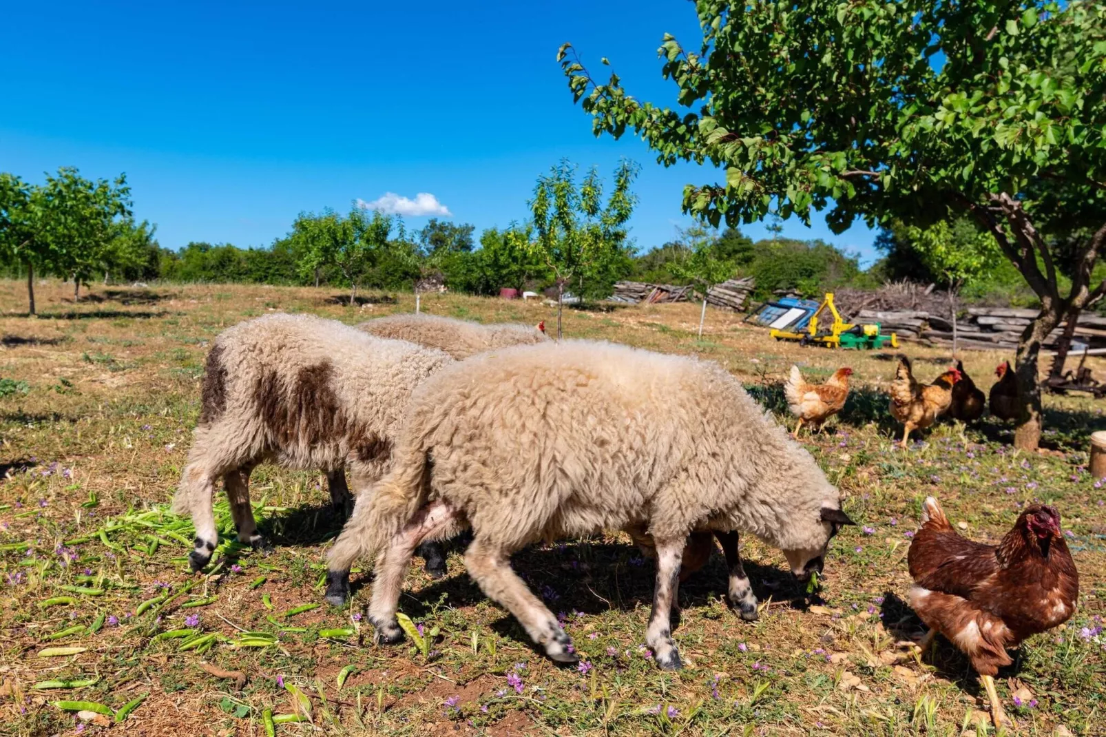 Holiday home Maria-Gebieden zomer 1km