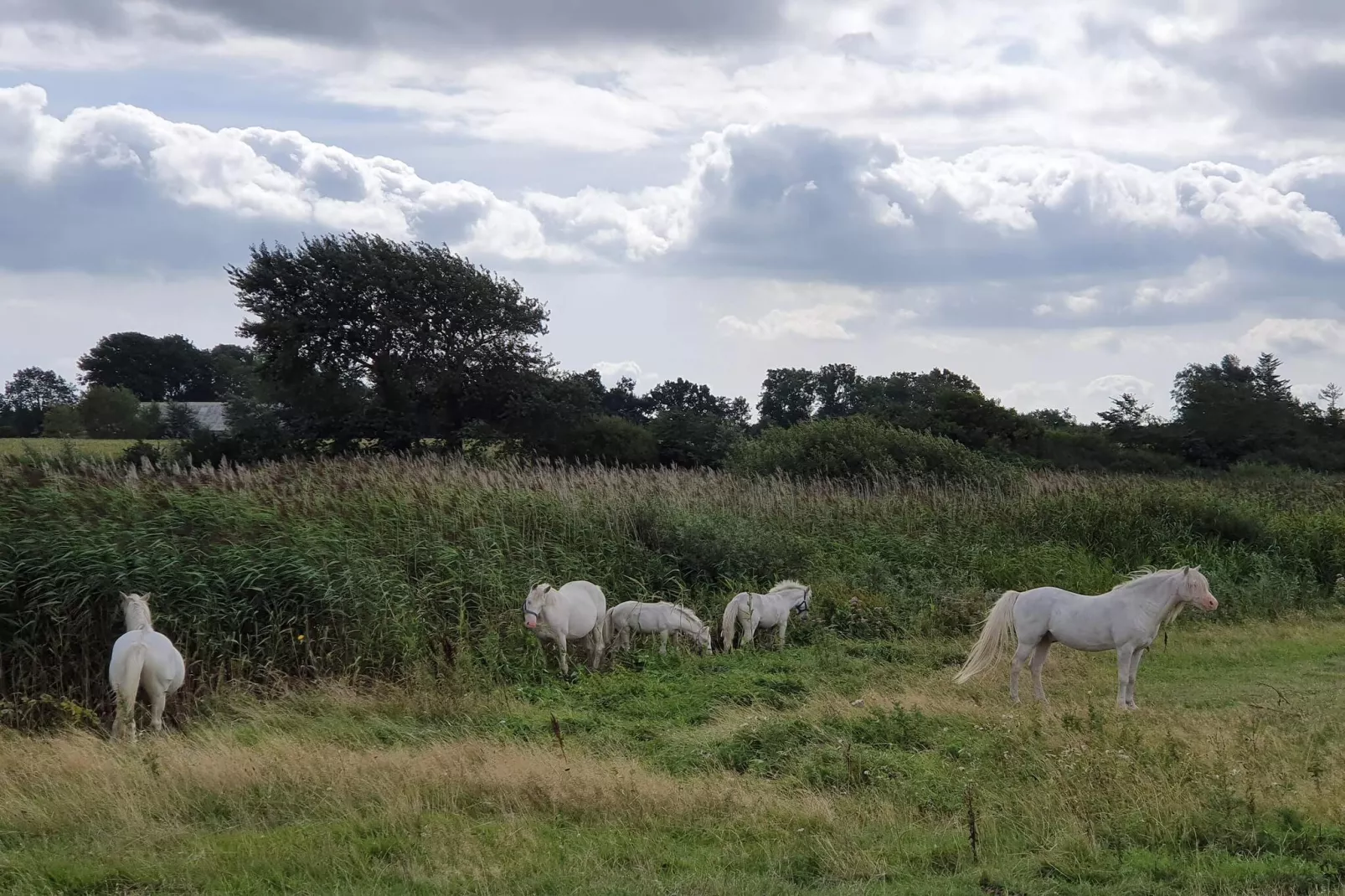 12 persoons vakantie huis in Nordborg-By Traum-Niet-getagd
