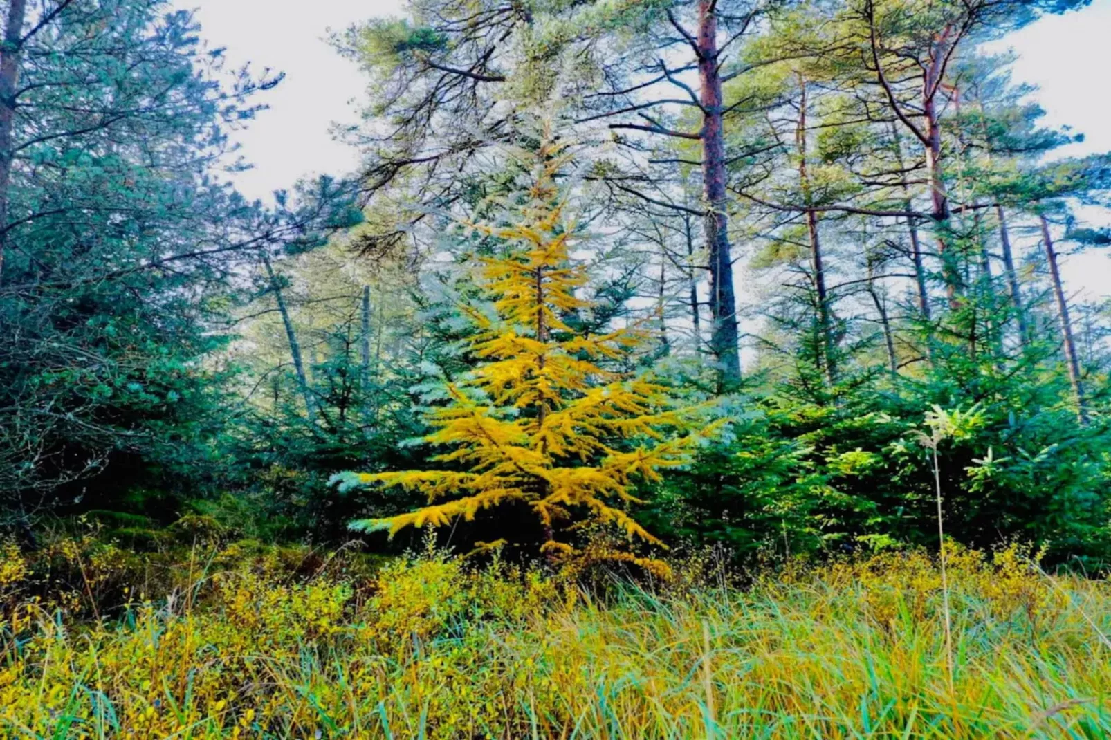 8 persoons vakantie huis in Fjerritslev-By Traum-Niet-getagd