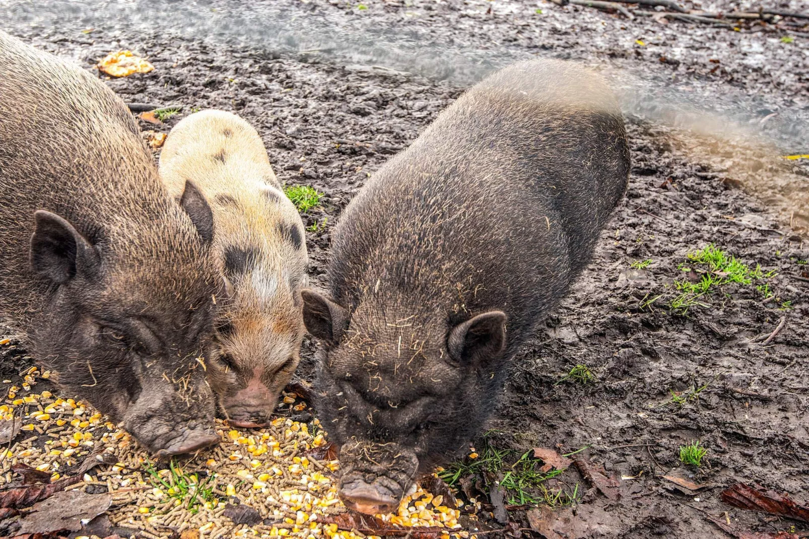 4 Personen vakantie huis in Højer-Binnen