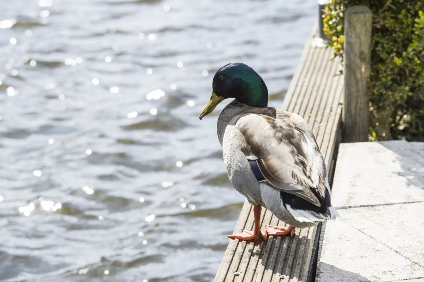 Bungalowpark Rien van den Broeke Village 3-Sfeer