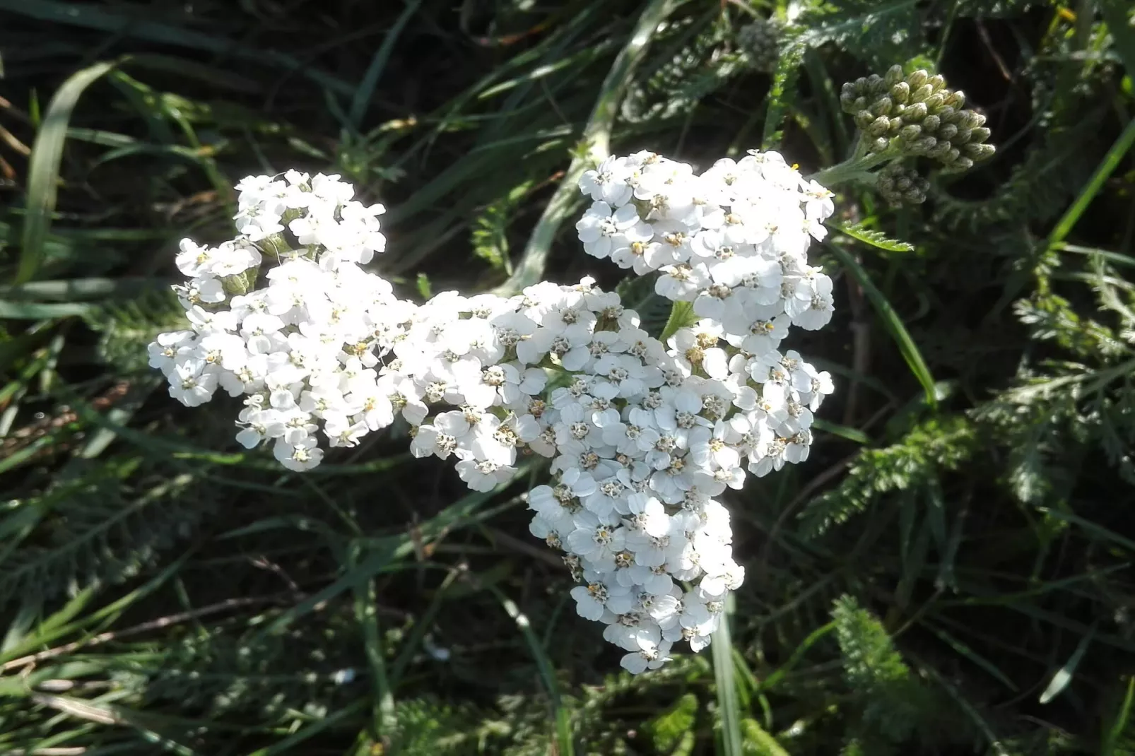 7 persoons vakantie huis in Bredebro-By Traum