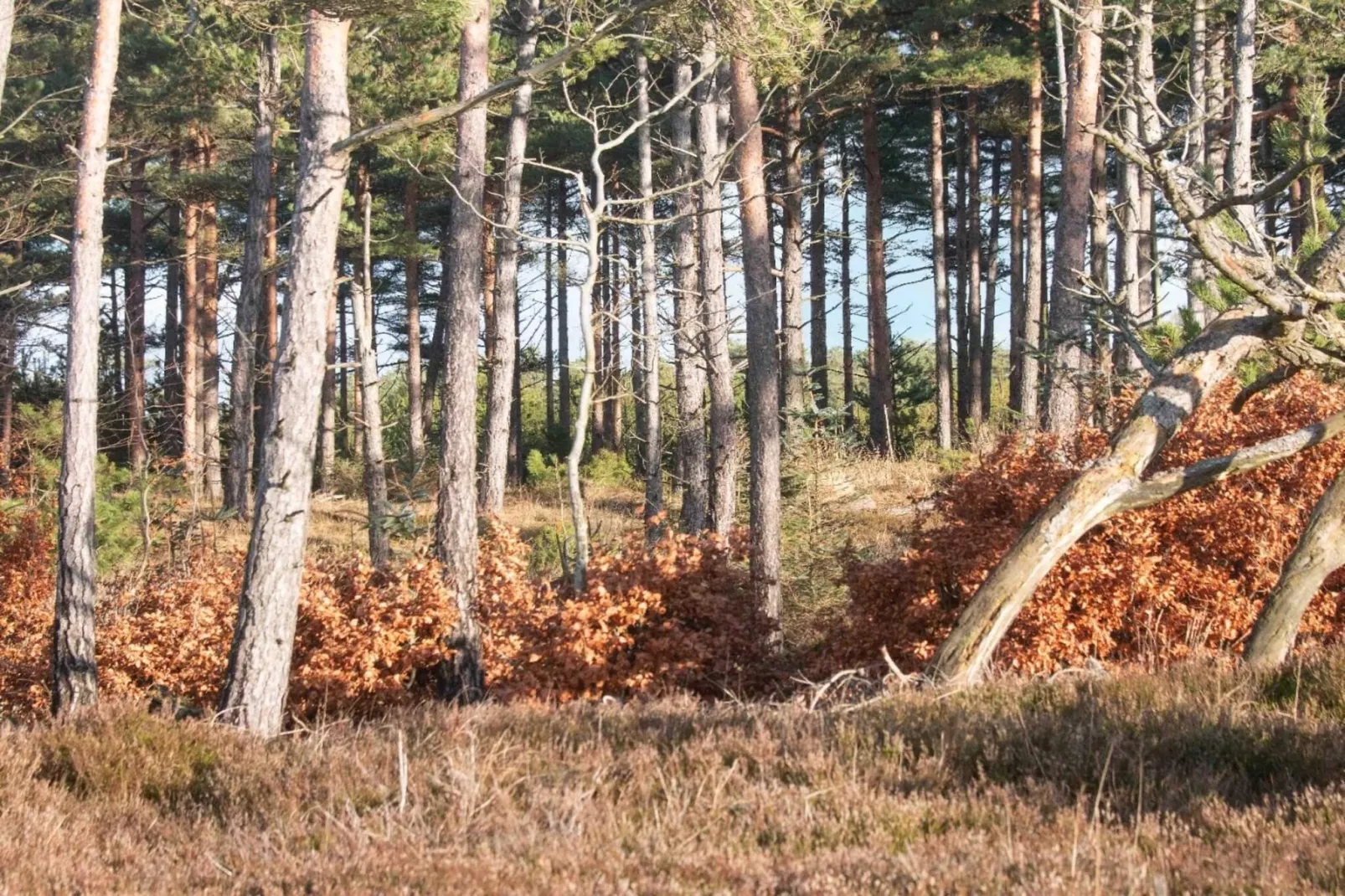 6 persoons vakantie huis in Oksbøl-Niet-getagd