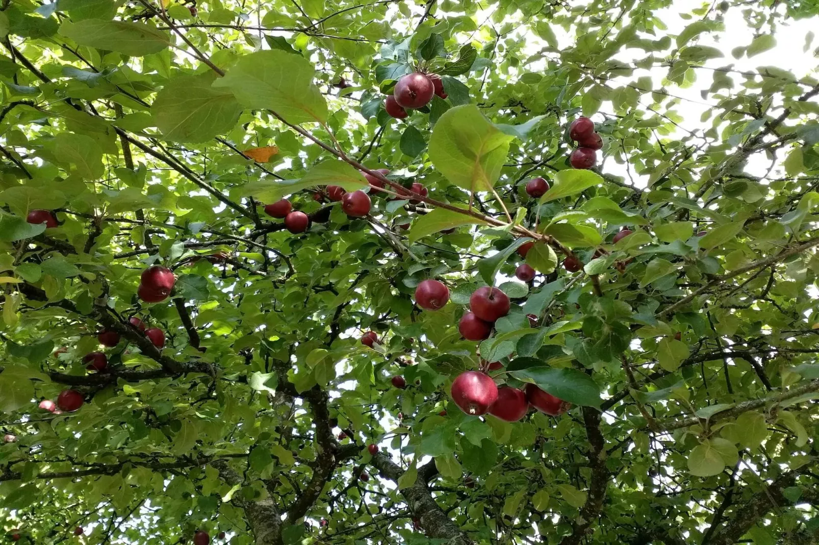 5 persoons vakantie huis in Sæby-By Traum-Niet-getagd