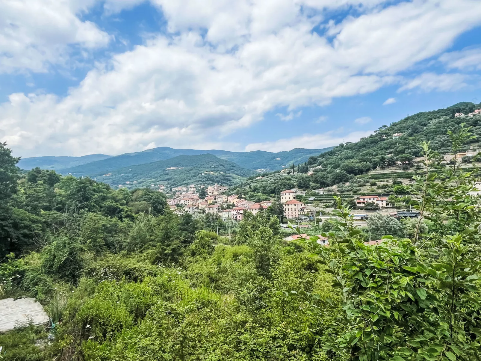 Le radici dell´ulivo-Buiten