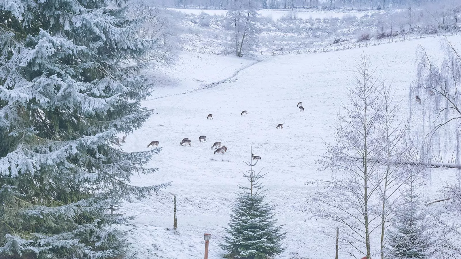 Am Damwildgehege I-Gebied winter 1km