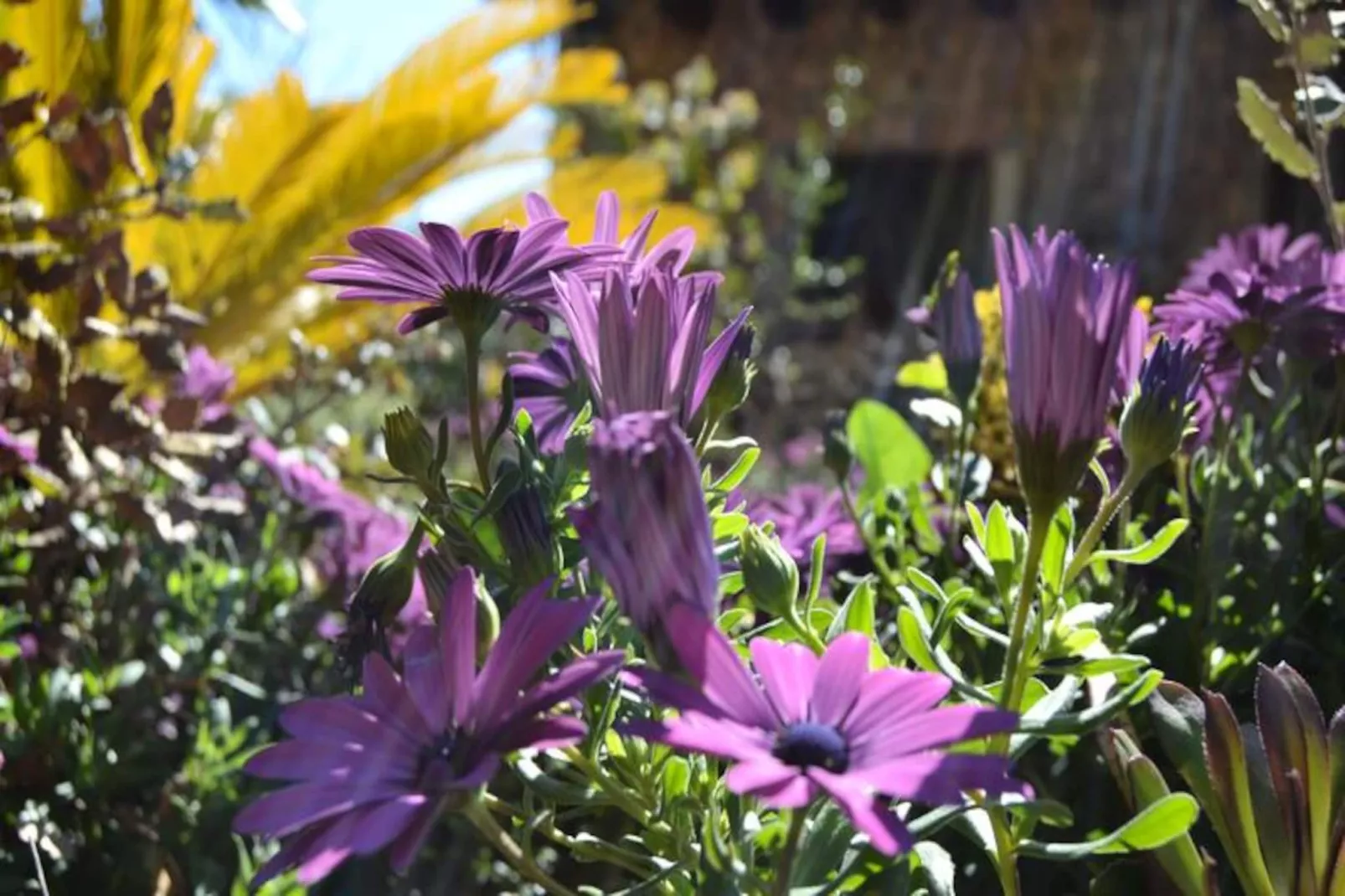 Maison à Búger-Niet-getagd