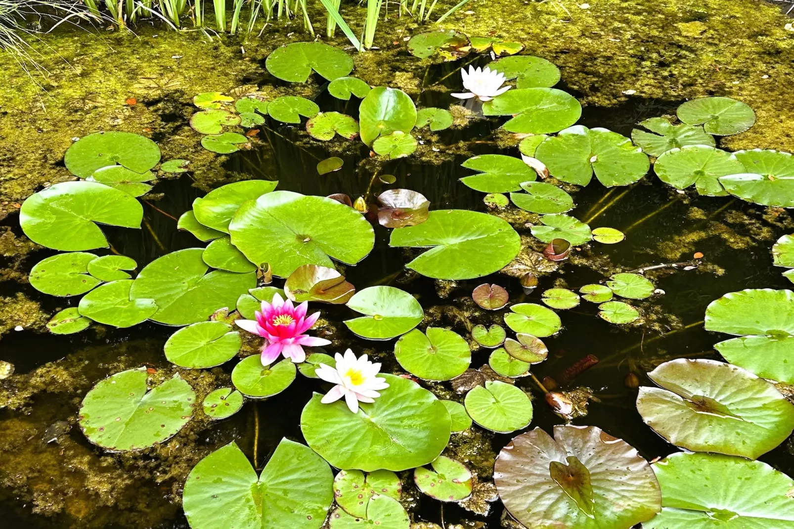 Skjoldenhof-Tuinen zomer