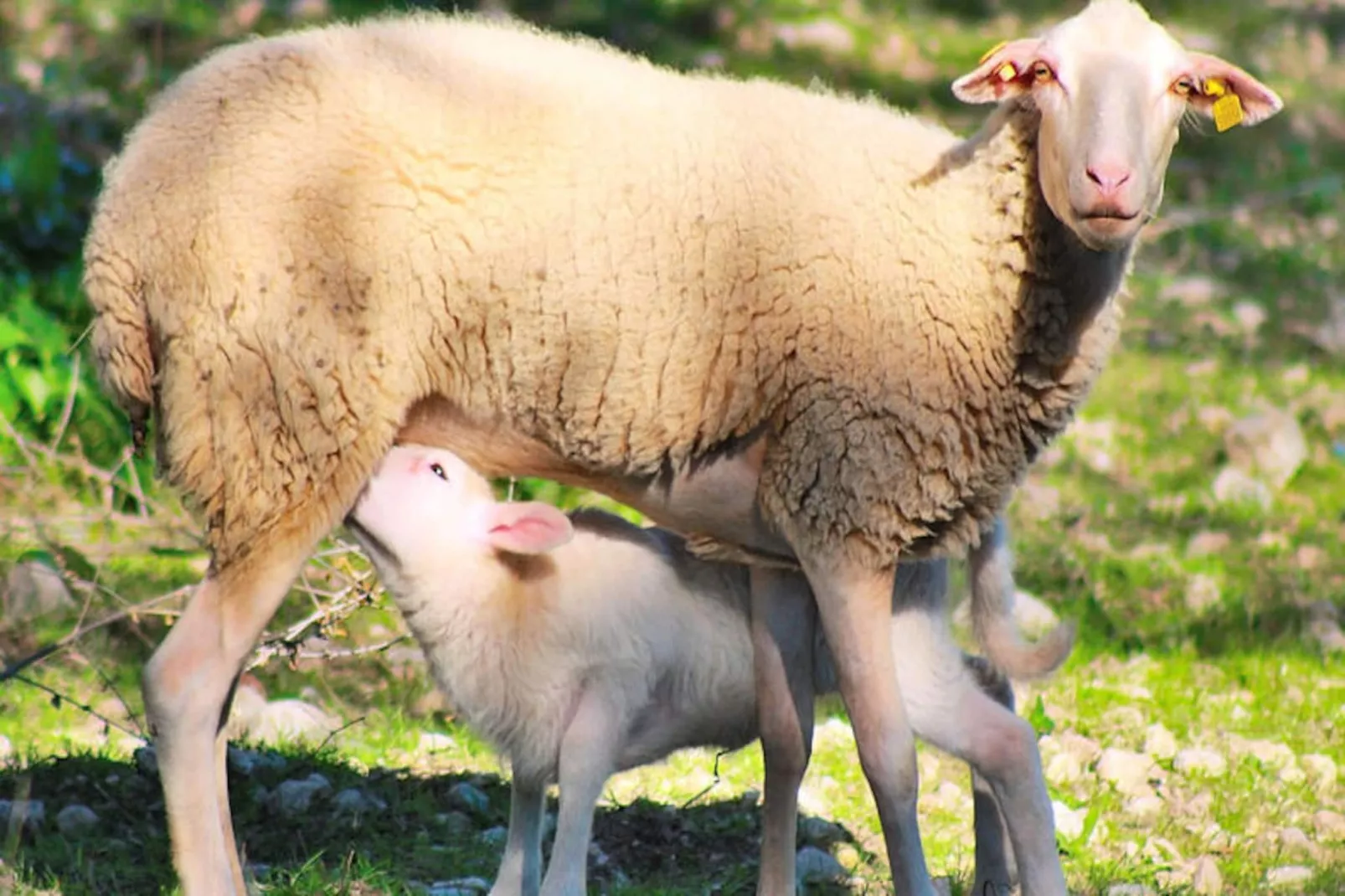 Maison à Búger-Niet-getagd