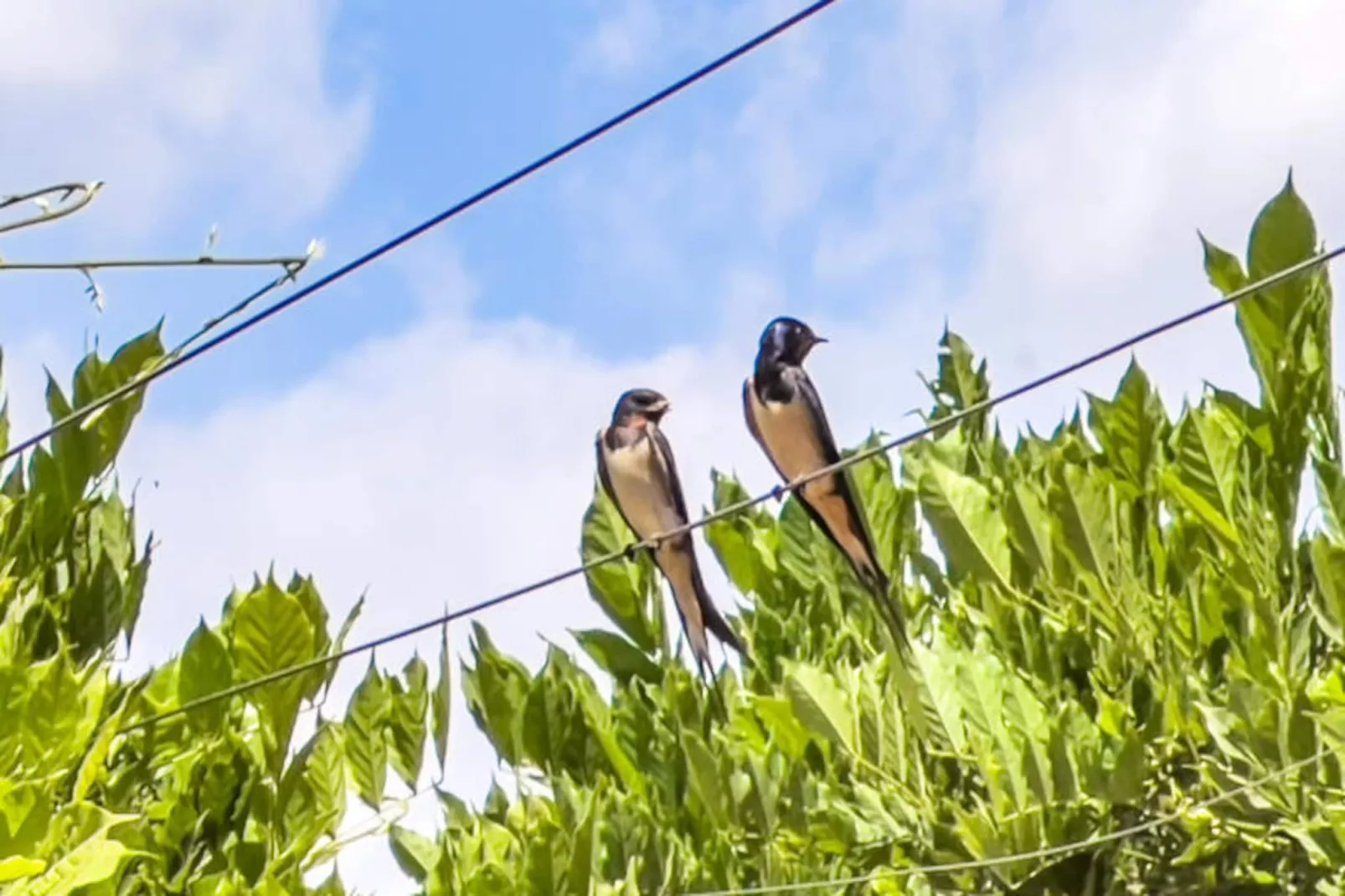 Mobil Home - Bungalow - Cottage à Montagut i Oix-Niet-getagd