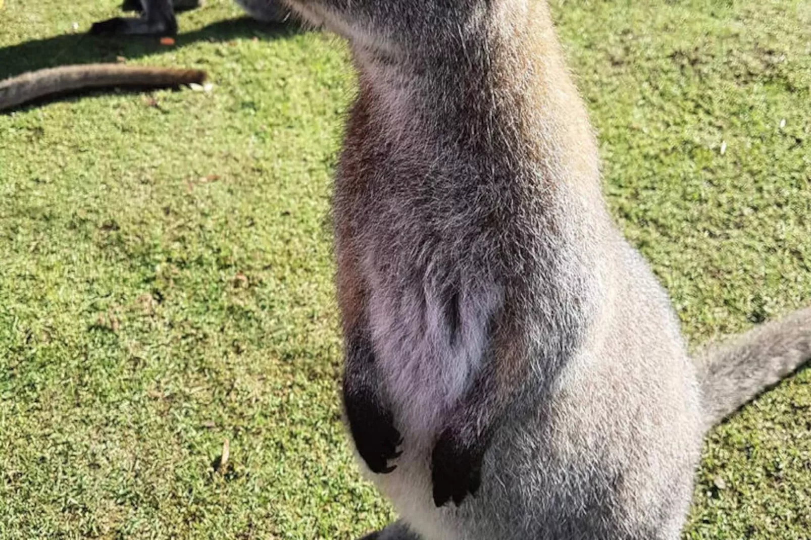 Appartements à Le Mont Dore-Niet-getagd
