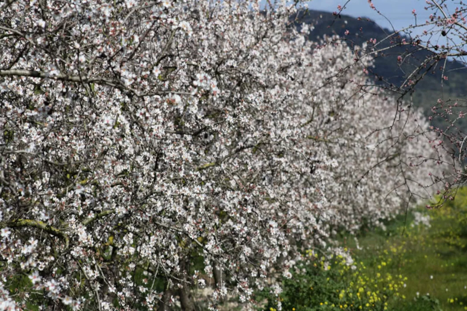 Maison à Binissalem-Niet-getagd