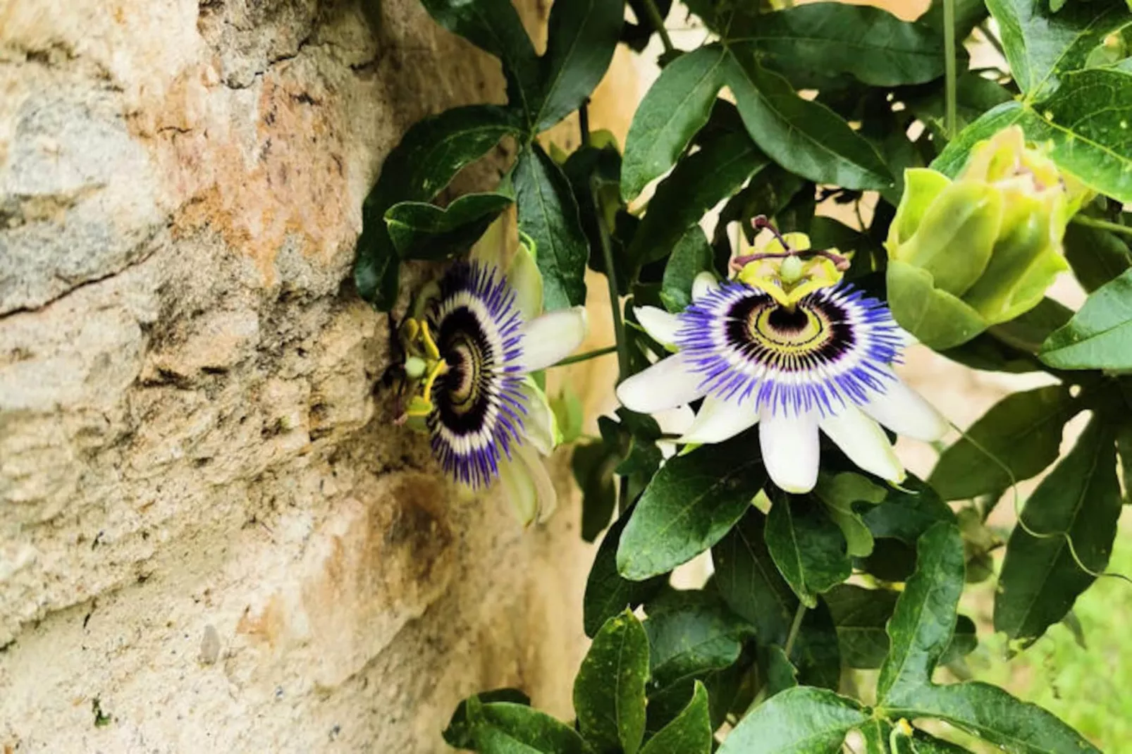 Appartements à Montagut i Oix-Niet-getagd