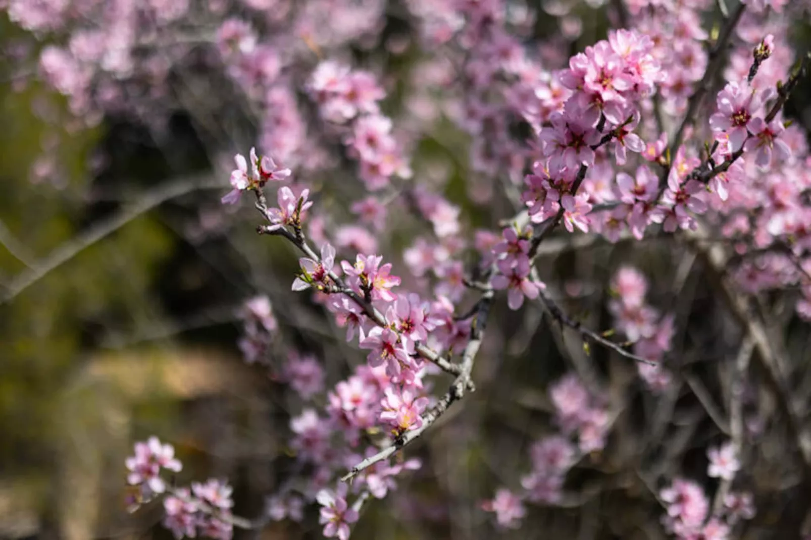 Maison à Ibi-Niet-getagd