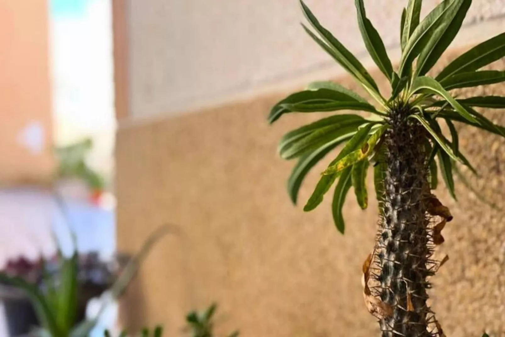 Charmant Appartement Avec Piscine &agrave; 500 M De La Playa Del Cura !-Niet-getagd