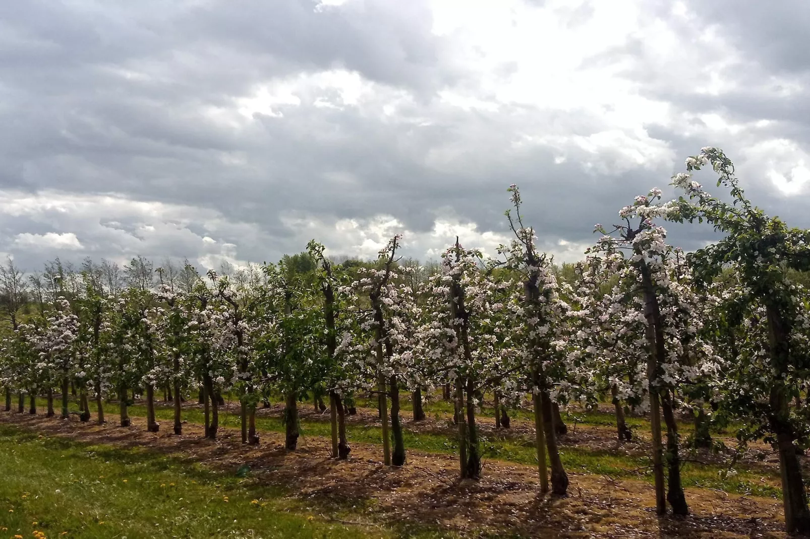 8 persoons vakantie huis in Brenderup Fyn-By Traum-Niet-getagd
