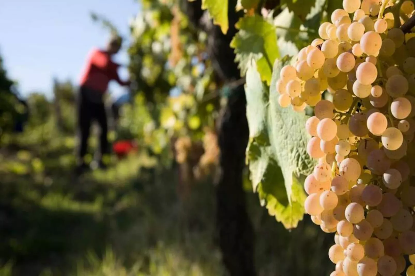 Résidence Borgo Filicardo