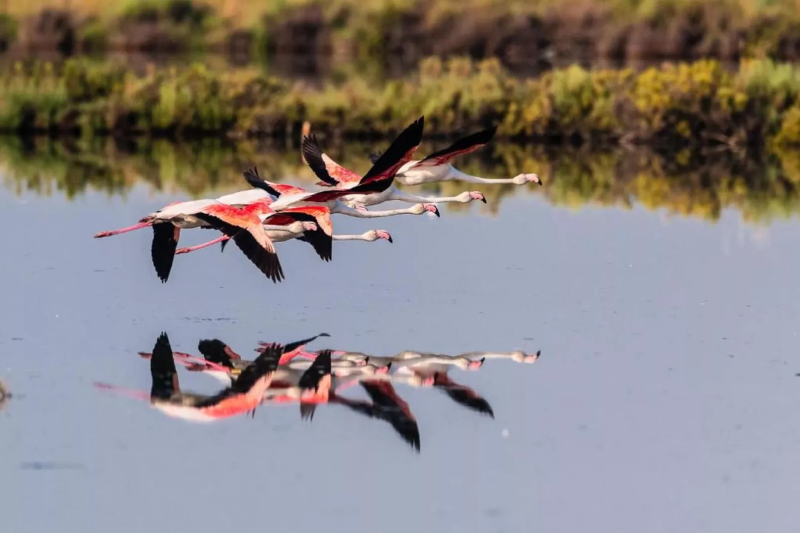 Rasi 1-Gebieden zomer 5km