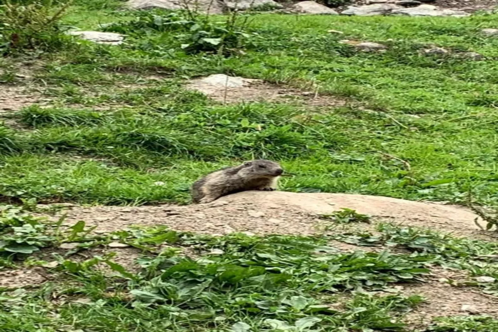 Chalets Les Amis 2-Gebieden zomer 20km