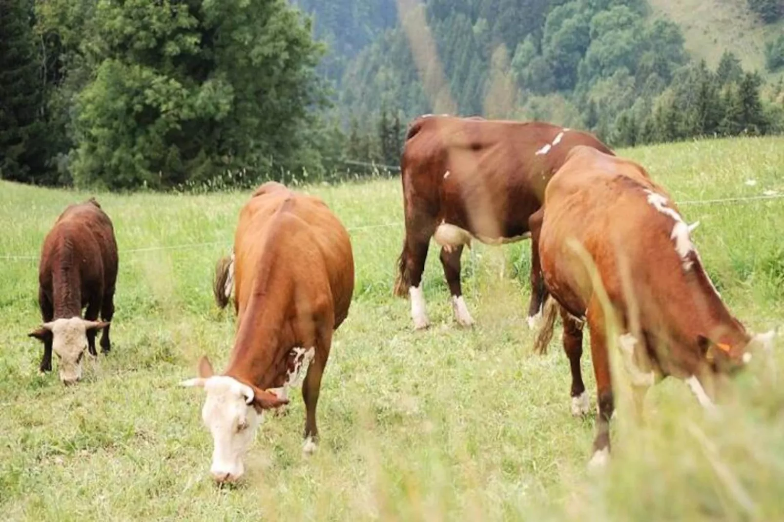 Résidence Le Village-Niet-getagd