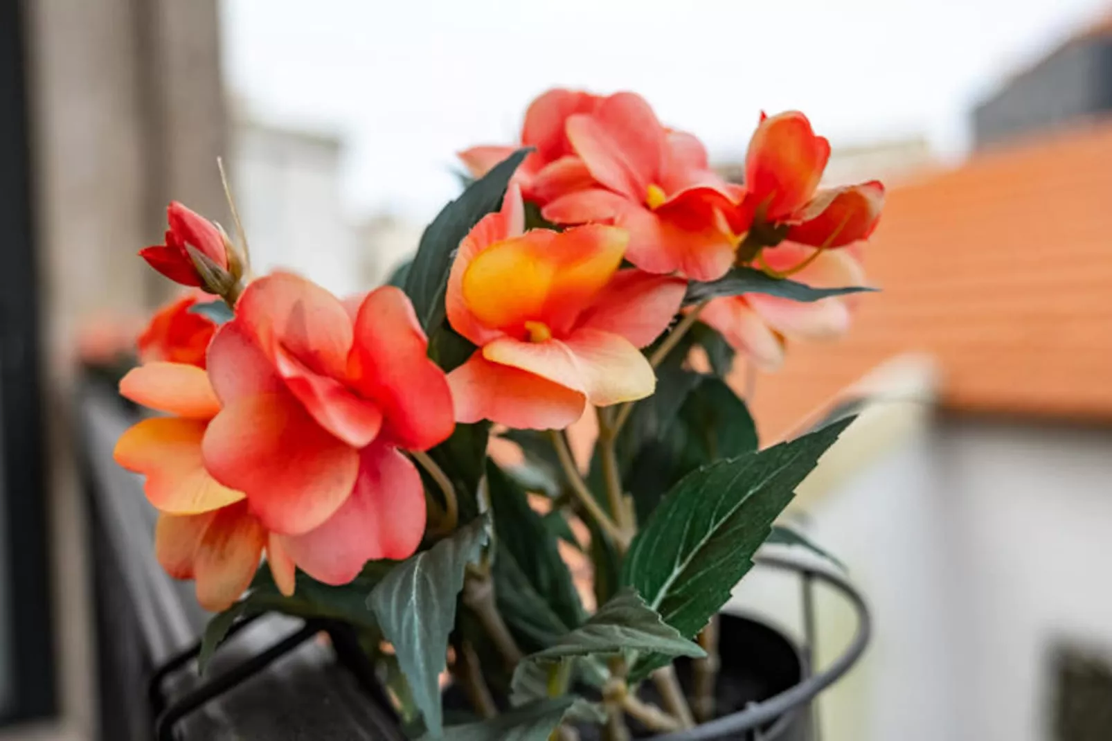 Appartements à Porto-Niet-getagd