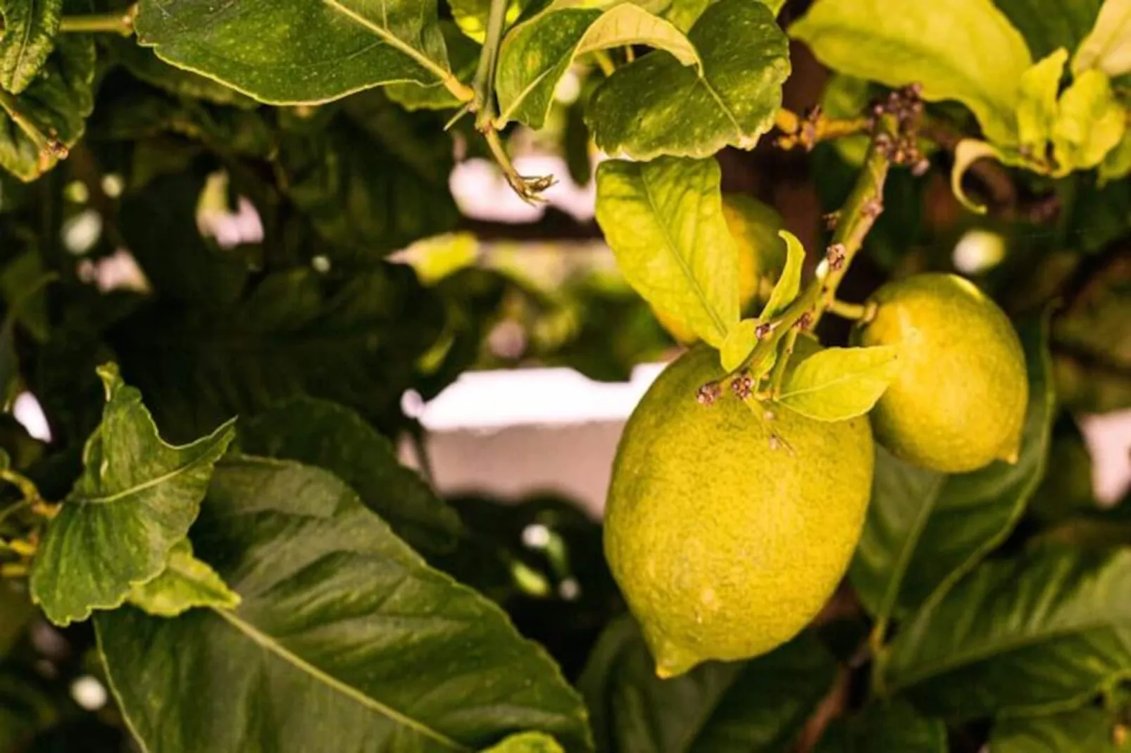 Lemon Tree - Waterside Apartments-Niet-getagd