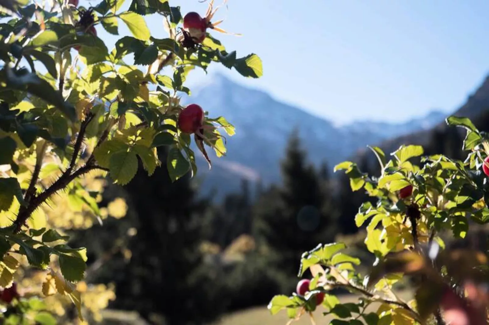 Résidence Alpages B-Niet-getagd