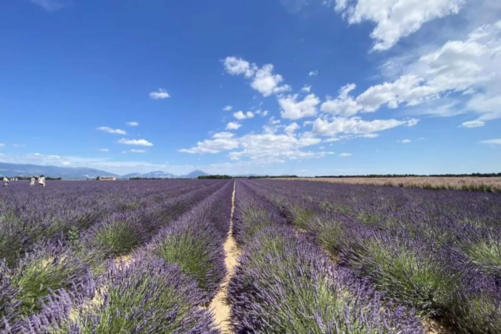 Magnifique Appartement Au C&oelig;ur Des Champs De Lavande - 6 - 7 Personnes-Niet-getagd