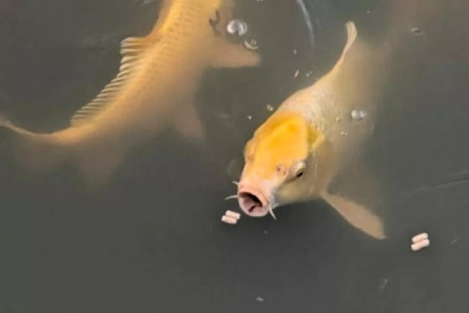 Lodge Sur L'eau En Dordogne-Niet-getagd