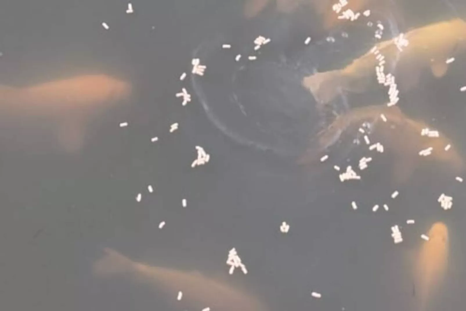 Lodge Sur L'eau En Dordogne-Niet-getagd