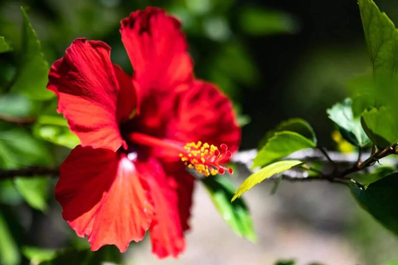 Villa Calico - Niet-getagd