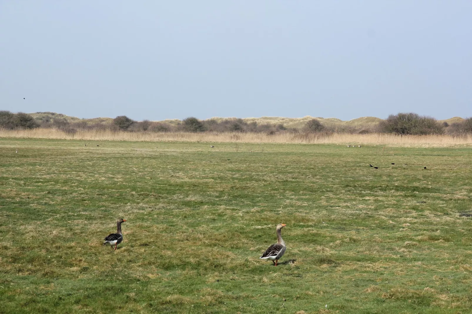 Noorderlicht-Gebieden zomer 5km