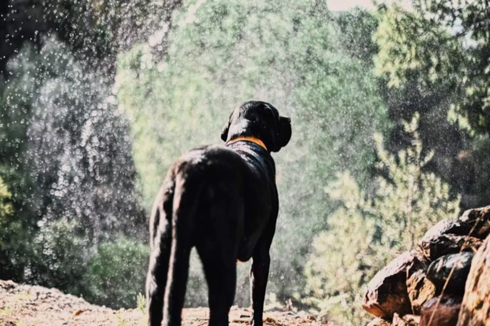 The Lemon Lodge - Tikka Suite-Niet-getagd