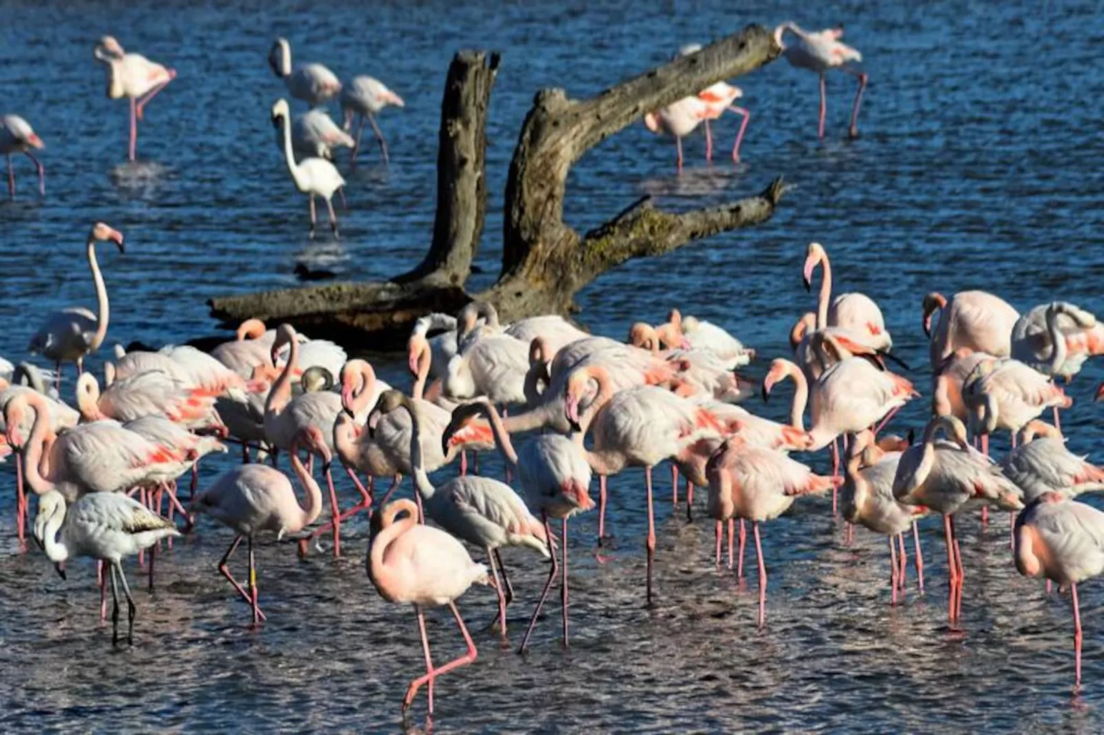 Résidence  Floralies 2-Niet-getagd