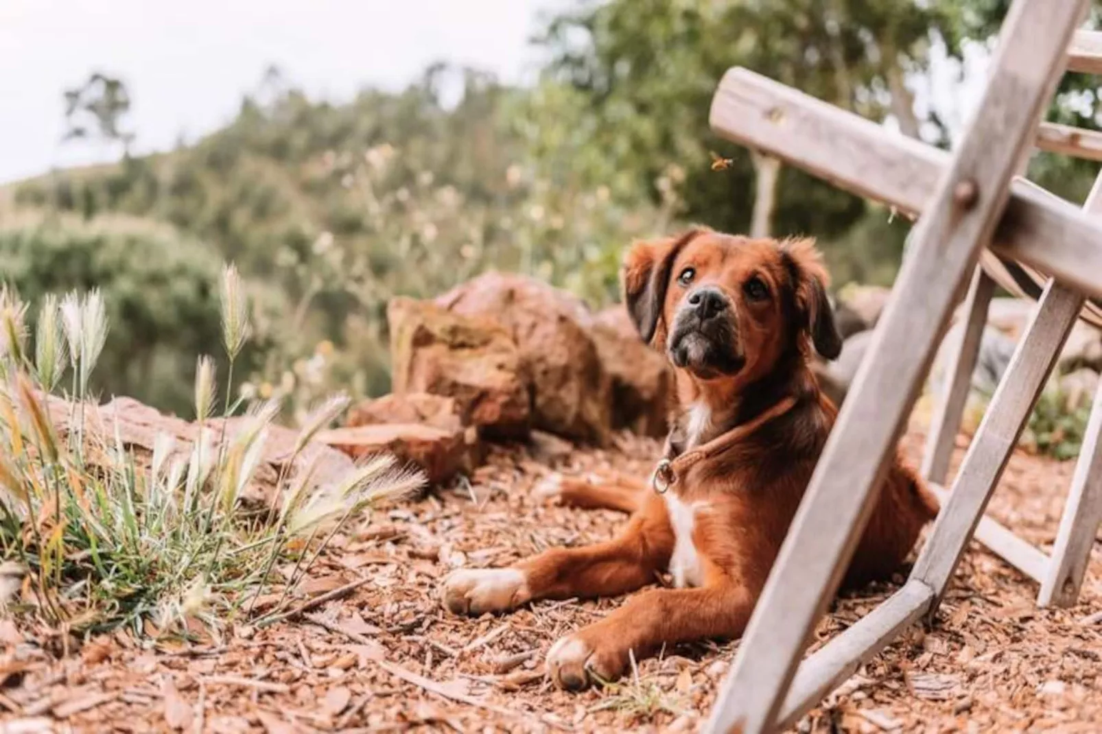 The Lemon Lodge - Ziggurat Suite-Niet-getagd