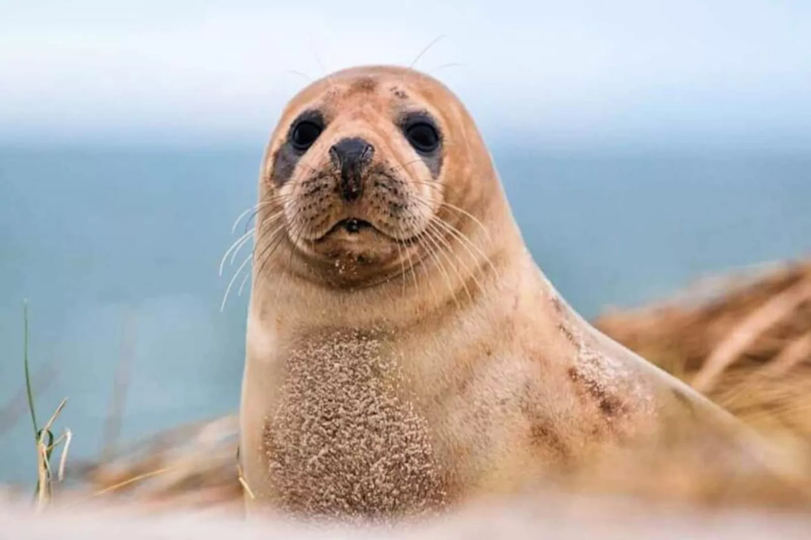 Résidence Sv 8 - Les &eacute;cureuils : Confort & S&eacute;r&eacute;nit&eacute; Dans R&eacute;sidence Priv&eacute;e &agrave; St--Niet-getagd