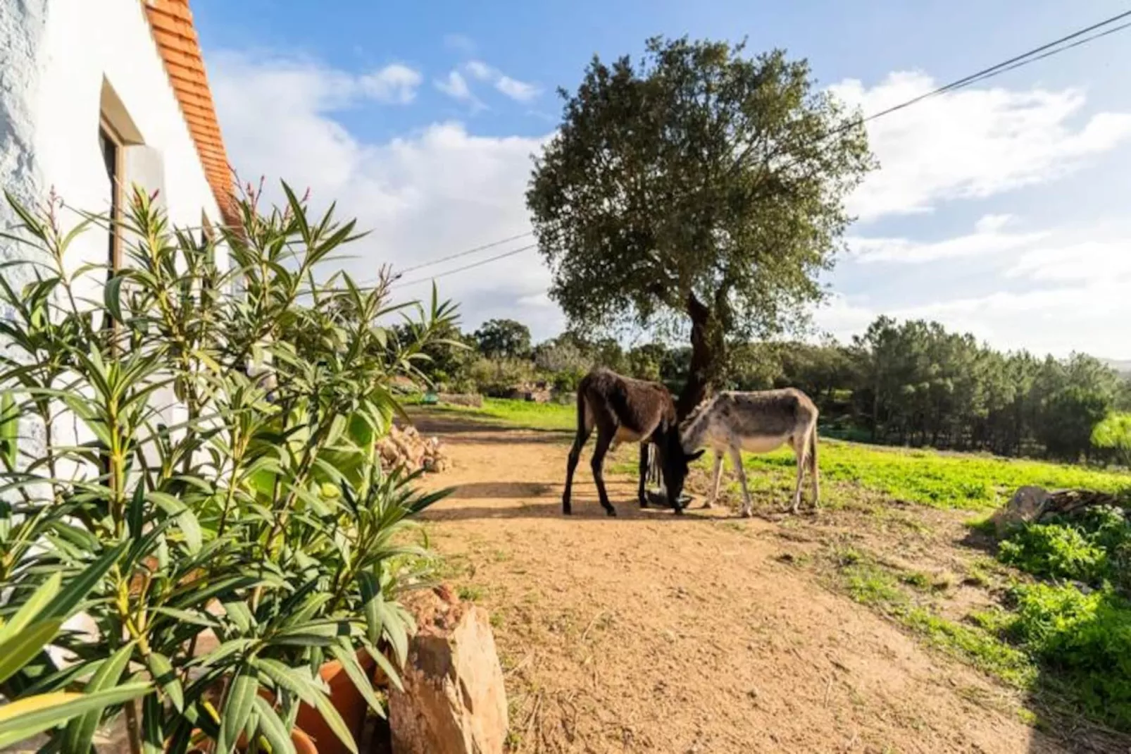 Casinha Da Paz-Niet-getagd