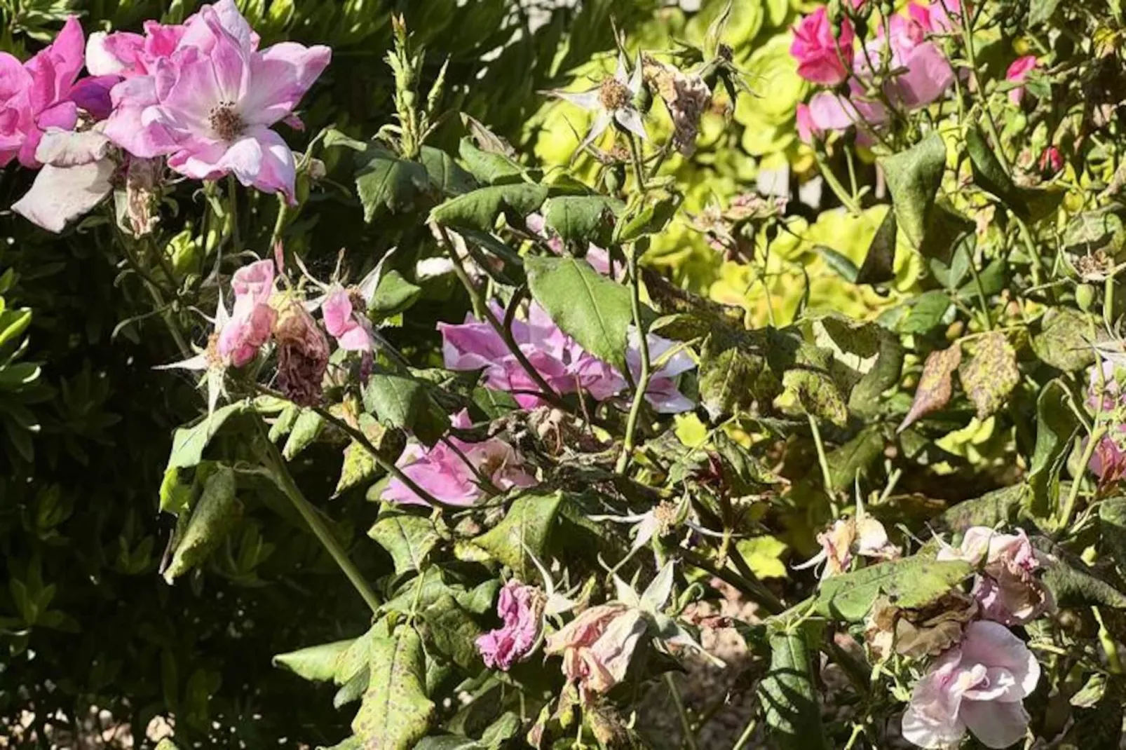 Résidence A Machja-Niet-getagd