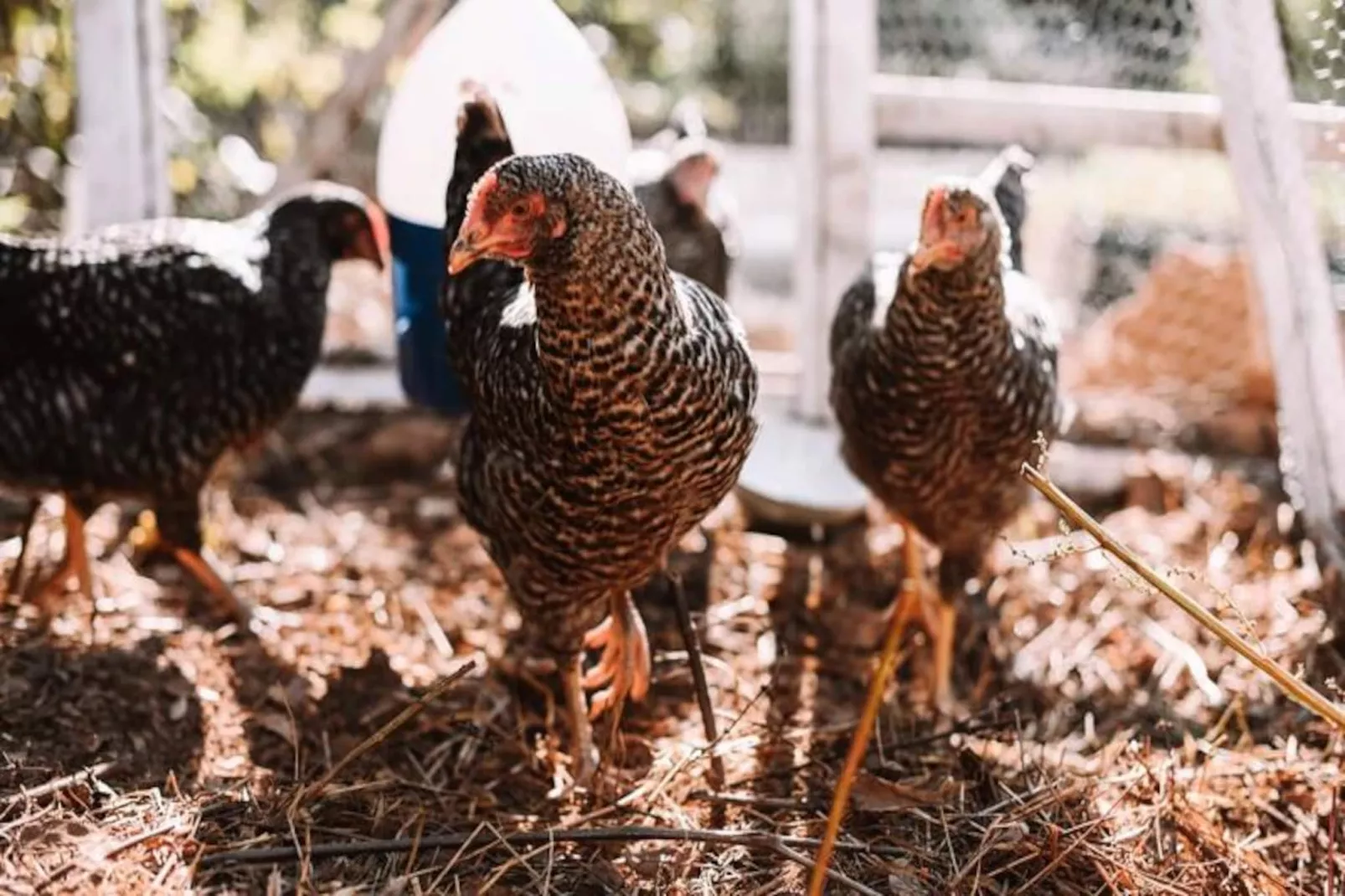 The Lemon Lodge - Ziggurat Suite-Niet-getagd