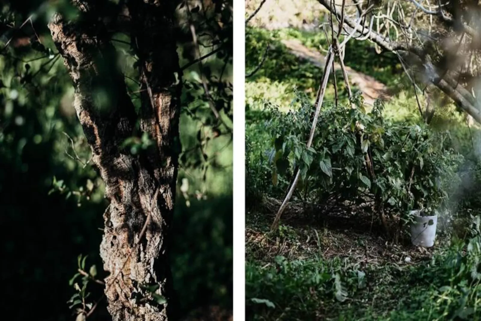 The Lemon Lodge - Tikka Suite-Niet-getagd