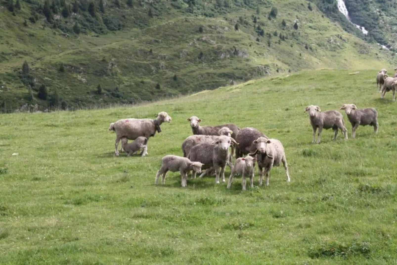 Les Grizzlis N°21 - 2P6 - Gebieden zomer 20km