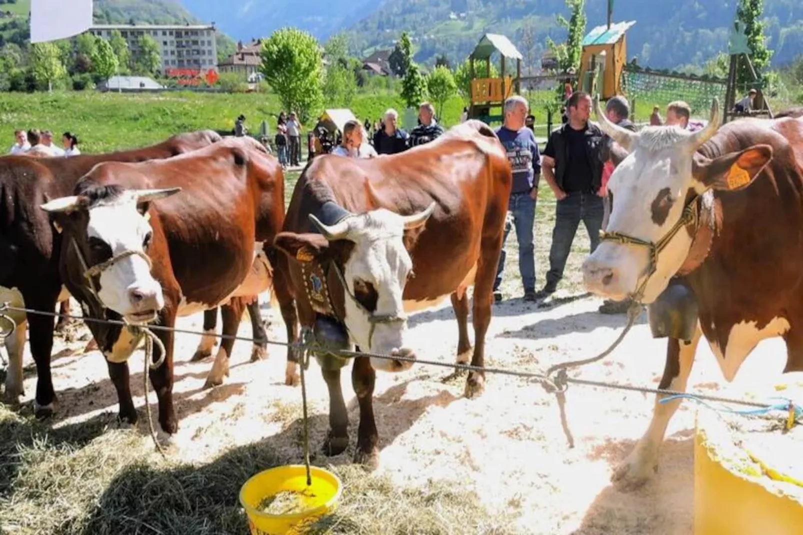 AlpChalets Portes du Soleil *****-Niet-getagd