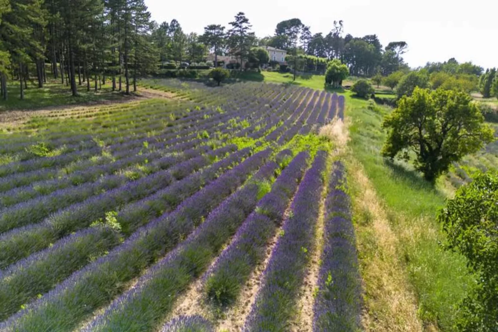 Bastide De L'esclat - Piscine - Champs De Lavandes-Niet-getagd