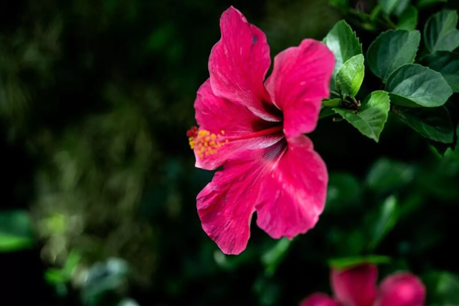 Villa Hibiscus-Niet-getagd