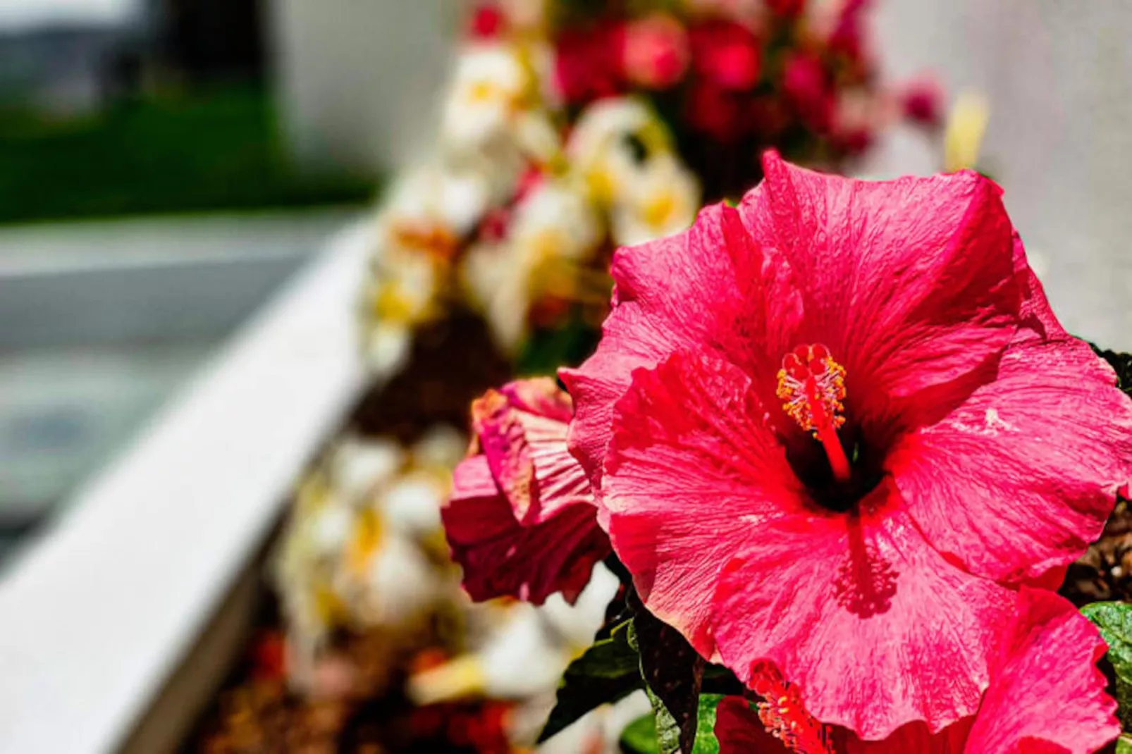 Andorinhas Espartal T3-Niet-getagd