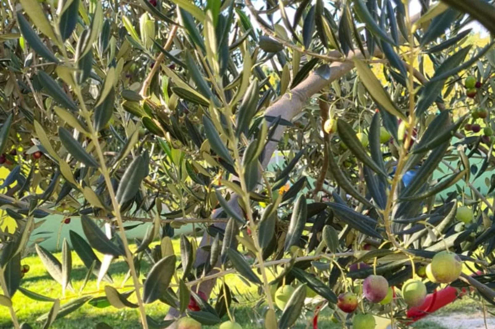 Villa Popovića Dvori -  Six Bedroom Villa with Pool-Buitenlucht