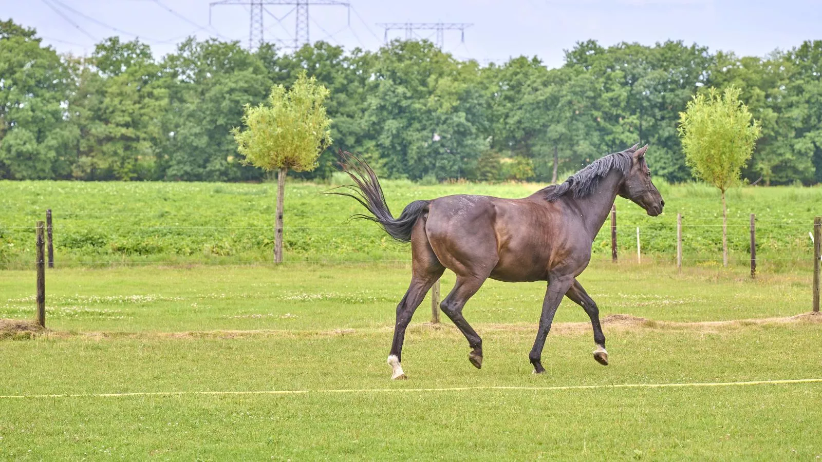 De Vrije Vogel-Gebieden zomer 1km